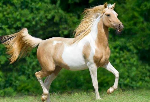 Arabian Palomino Paint Horse